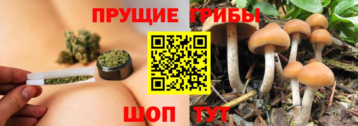 Галлюциногенные грибы Psilocybine cubensis  Гай  Псилоцибиновые грибы мицелий 